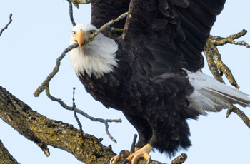 Free Style Mercantile Eagle Nest Bob Blair Photography