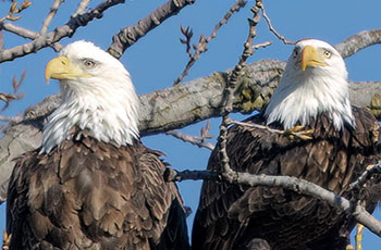Free Style Mercantile Eagle Nest Bob Blair Photography