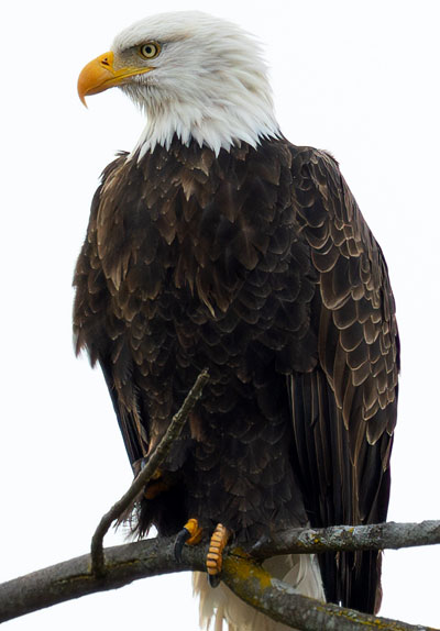 Free Style Mercantile Eagle Nest Bob Blair Photography